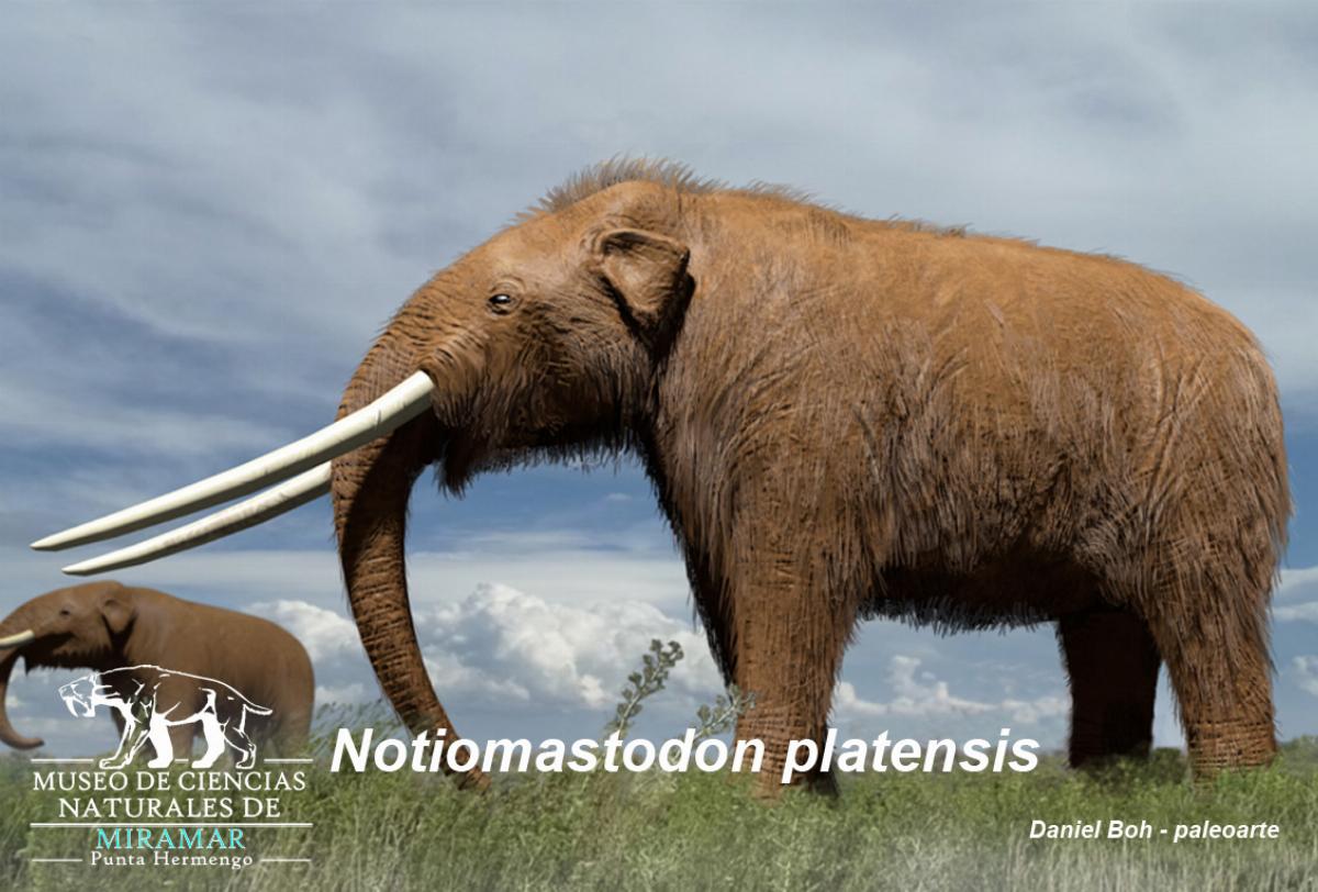 Hallazgo paleontológico en Miramar: el Museo Punta Hermengo rescató un colmillo de Notiomastodon de más de 100.000 años